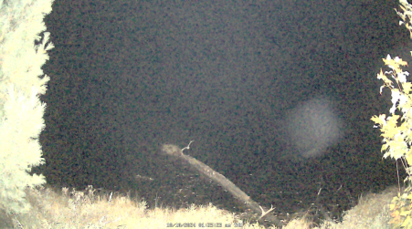 Image from 2024-10-10