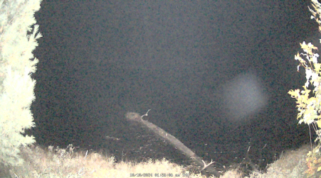 Image from 2024-10-10