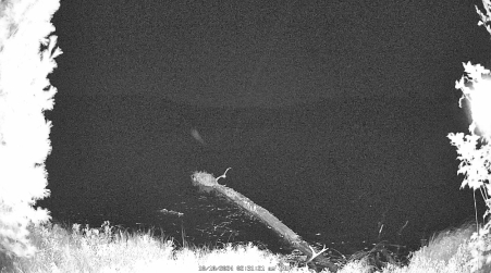 Image from 2024-10-10