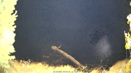Image from 2024-10-10