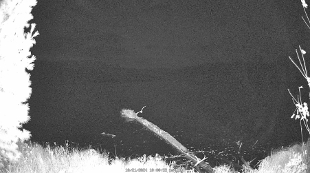 Image from 2024-10-21