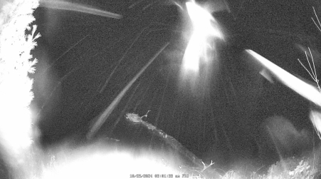 Image from 2024-10-25