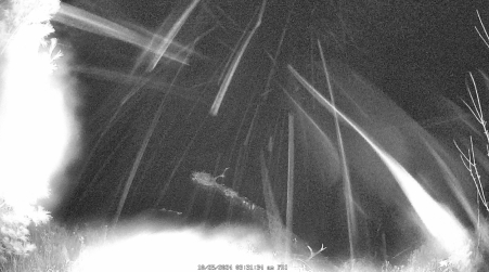 Image from 2024-10-25