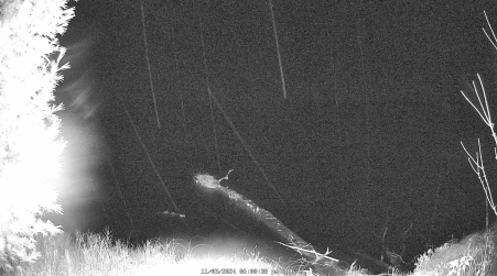 Image from 2024-11-03