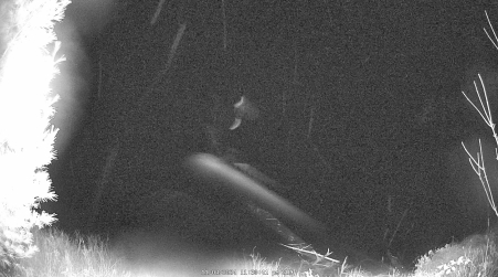 Image from 2024-11-03