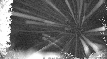 Image from 2024-11-04