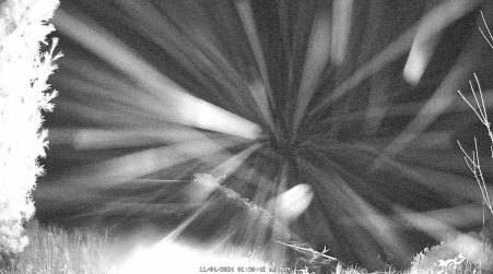 Image from 2024-11-04