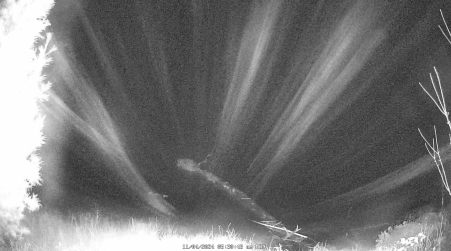 Image from 2024-11-04