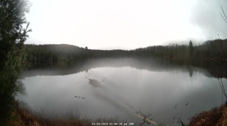 Image from 2024-11-10