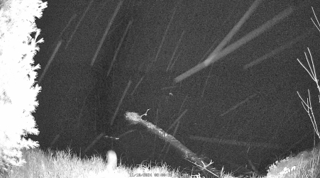 Image from 2024-11-10