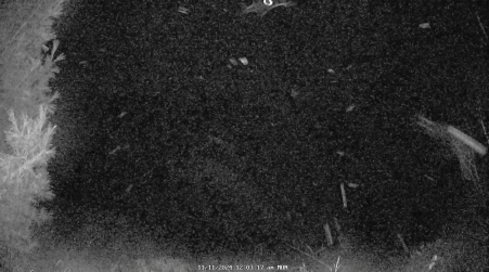 Image from 2024-11-11