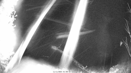 Image from 2024-11-11