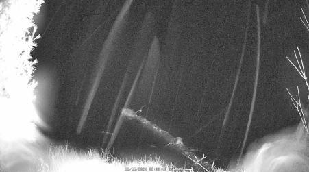 Image from 2024-11-11