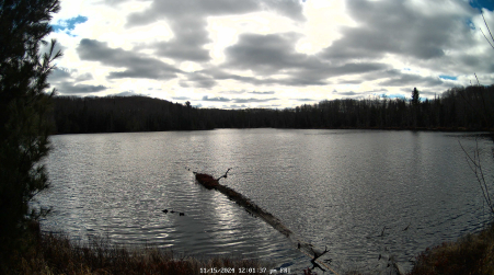 Image from 2024-11-15