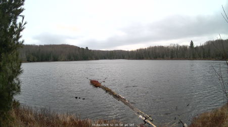 Image from 2024-11-16
