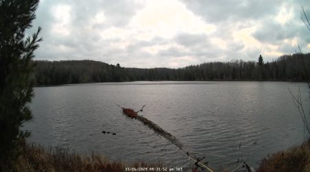 Image from 2024-11-16