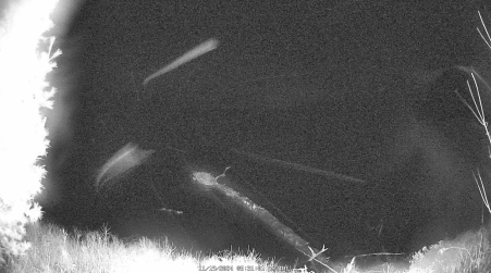 Image from 2024-11-19