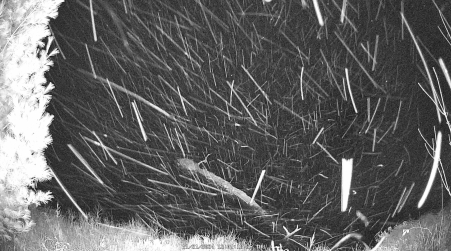 Image from 2024-11-21