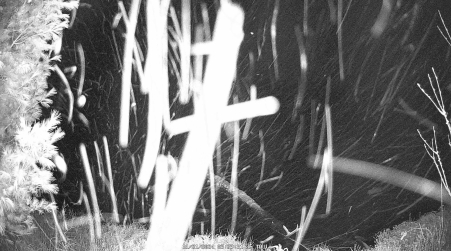 Image from 2024-11-21