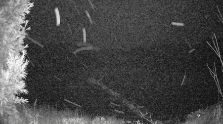 Image from 2024-11-22