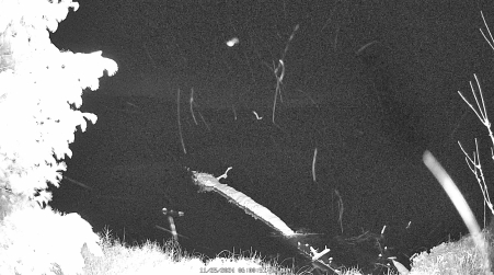Image from 2024-11-25