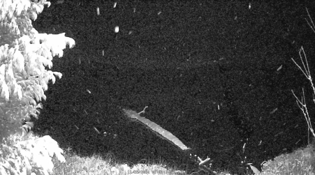 Image from 2024-11-25