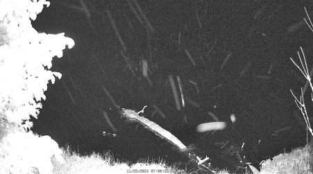Image from 2024-11-25