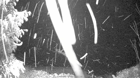 Image from 2024-11-26