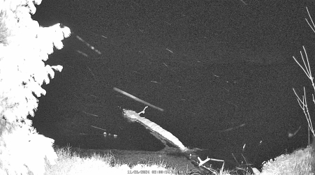 Image from 2024-11-26