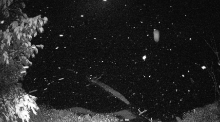 Image from 2024-11-26
