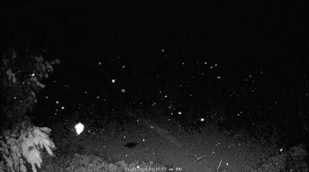 Image from 2024-11-28