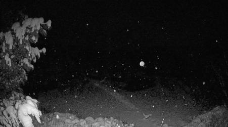 Image from 2024-11-28