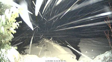 Image from 2024-11-29