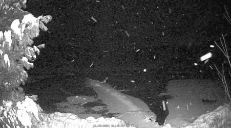 Image from 2024-11-29