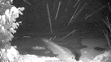 Image from 2024-11-29
