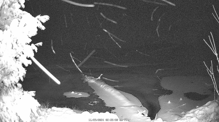 Image from 2024-11-29