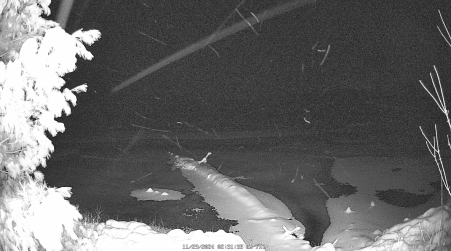 Image from 2024-11-29