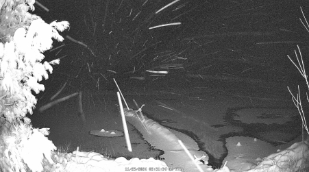 Image from 2024-11-29