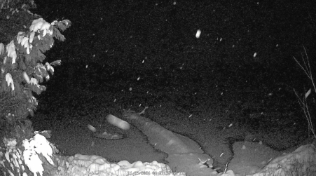 Image from 2024-11-29