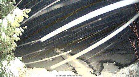 Image from 2024-11-29
