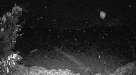 Image from 2024-11-29