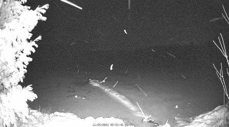 Image from 2024-11-29