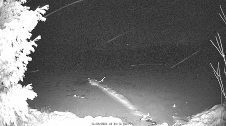 Image from 2024-11-29