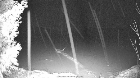 Image from 2024-12-02