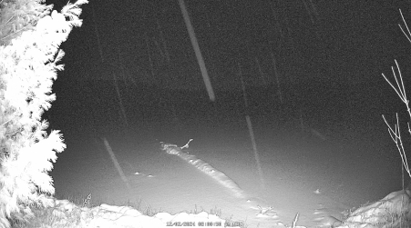 Image from 2024-12-02