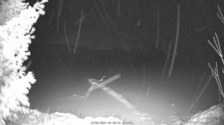 Image from 2024-12-02