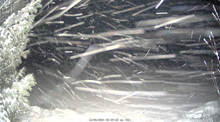 Image from 2024-12-05