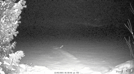 Image from 2024-12-05