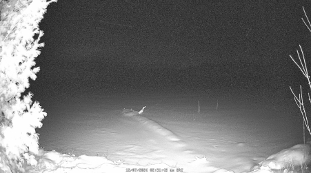 Image from 2024-12-07