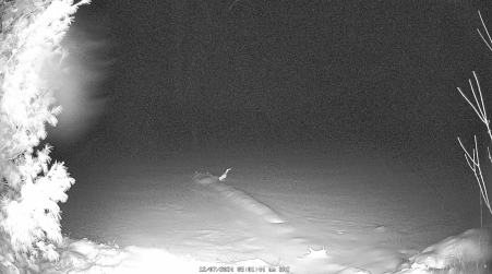 Image from 2024-12-07